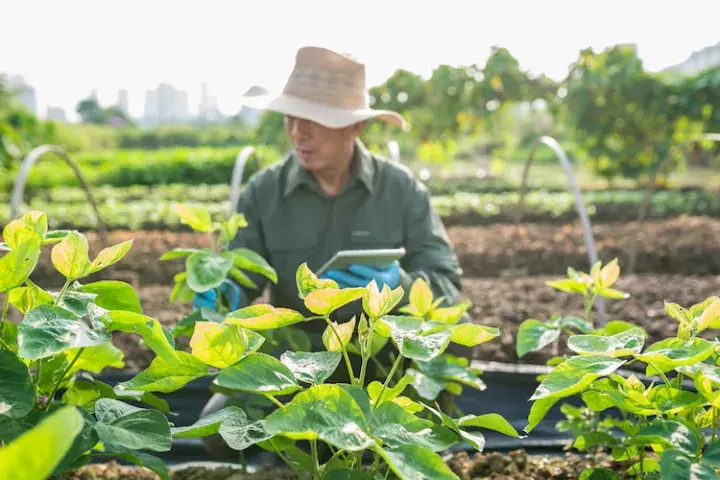 Farmer in a field